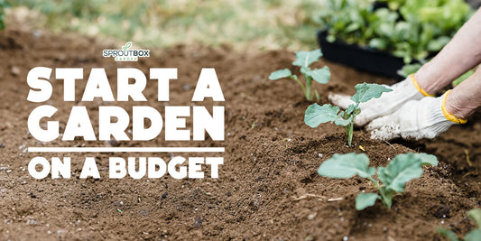 How To Start A Garden On A Budget: An Essential Shopping List.