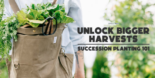 Unlock Your Garden’s Full Potential with Succession Planting